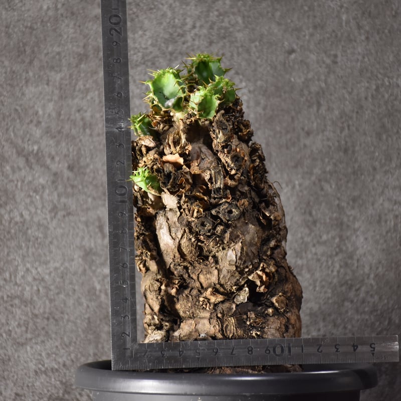 Euphorbia mlanjeana ユーフォルビア ムランジーナ 発根済現地株