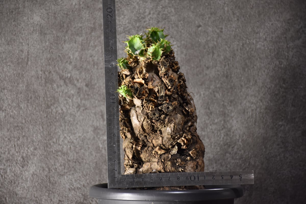 Euphorbia mlanjeana ユーフォルビア ムランジーナ 発根済現地株 Euphorbia mlanjeana ユーフォルビア ムランジーナ 発根済現地株