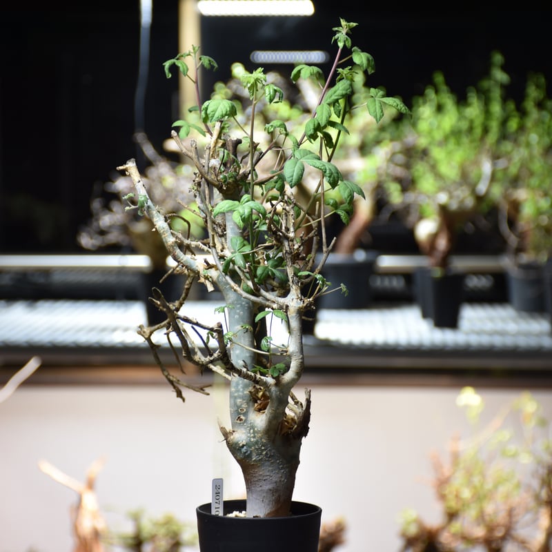 Commiphora holtziana コミフォラ ホルトジアナ 発根済現地株 #6