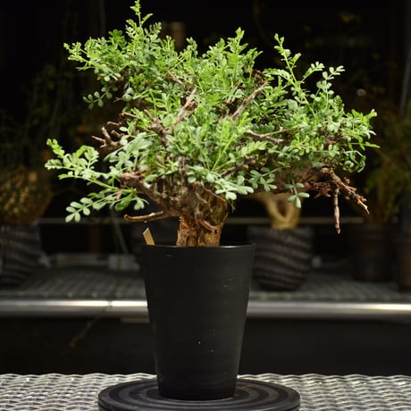 Commiphora pinnate leaves　コミフォラ ピンネイトリーブス　発根済現地株　F1