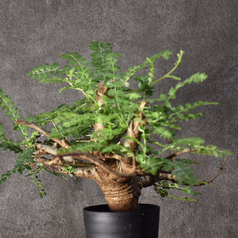 Boswellia neglecta ボスウェリア ネグレクタ 発根済現地株 #6 Boswellia neglecta ボスウェリア ネグレクタ 発根済現地株 #6