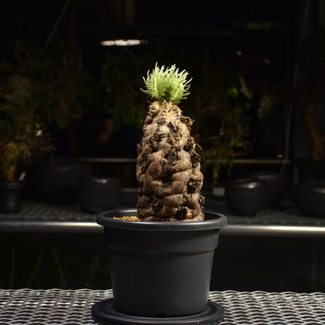 Euphorbia mlanjeana　ユーフォルビア ムランジーナ 発根済現地株 H1