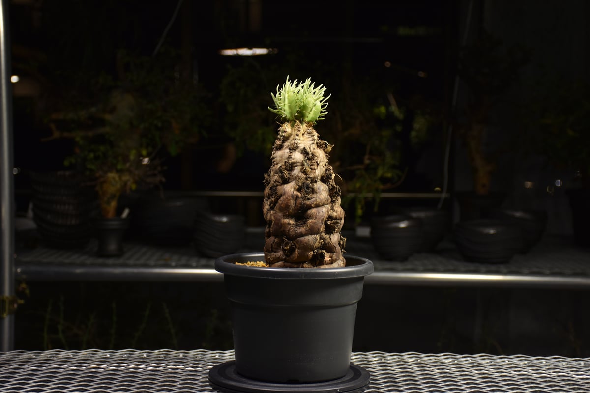 ユーフォルビア　ムランジーナ　【発根済み】 ユーフォルビア ムランジーナ 【発根済み】HK2402407 (T