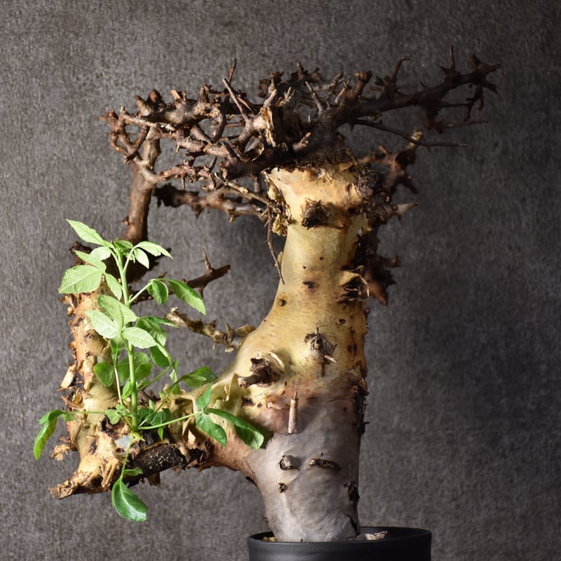 Commiphora kataf var.turkanensis コミフォラ カタフ ターカネ