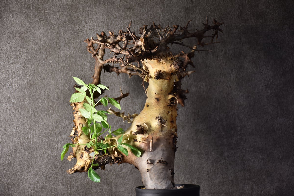 コミフォラ カタフ ターカネンシス Commiphora kataf Commiphora kataf var.turkanensis コミフォラ カタフ ターカネ