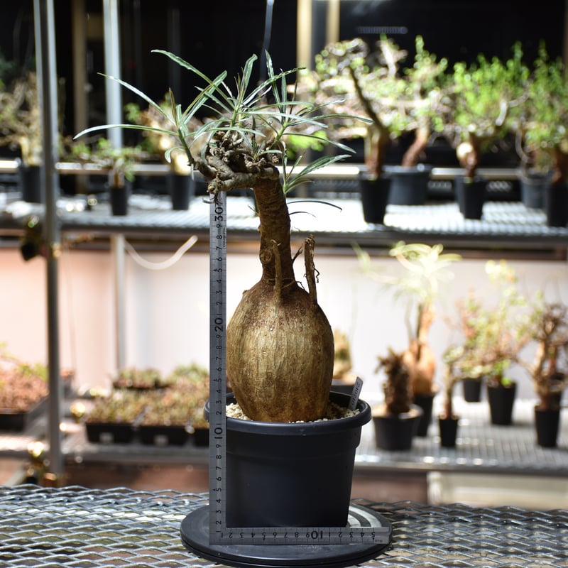 ●現地球 大株 赤肌 アデニウム ソマレンセ ノバ Adenium Somalense アデニウム ソマレンセ 発根済現地株 #4 | BONDEX