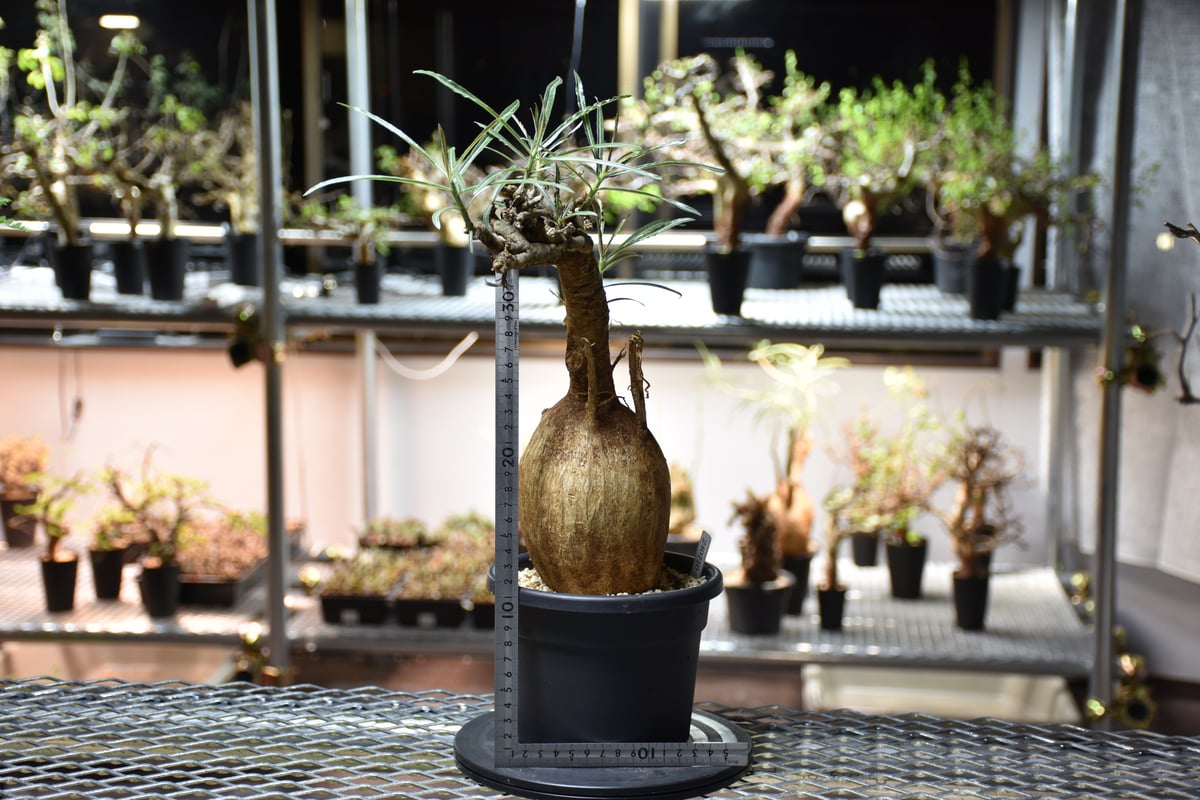 Adenium Somalense アデニウム ソマレンセ 発根済現地株 #4 | BONDEX