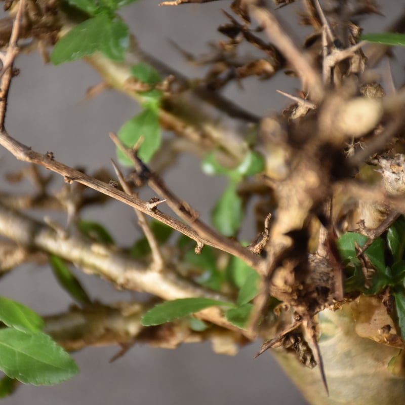 Commiphora habessinica コミフォラ ハベシニカ 発根済現地株 #2 |