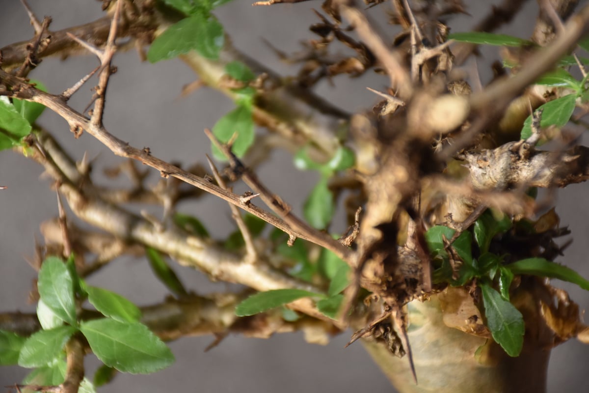 Commiphora habessinica コミフォラ ハベシニカ 発根済現地株 #2 |