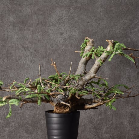 Boswellia neglecta　ボスウェリア ネグレクタ　発根済現地株　#11