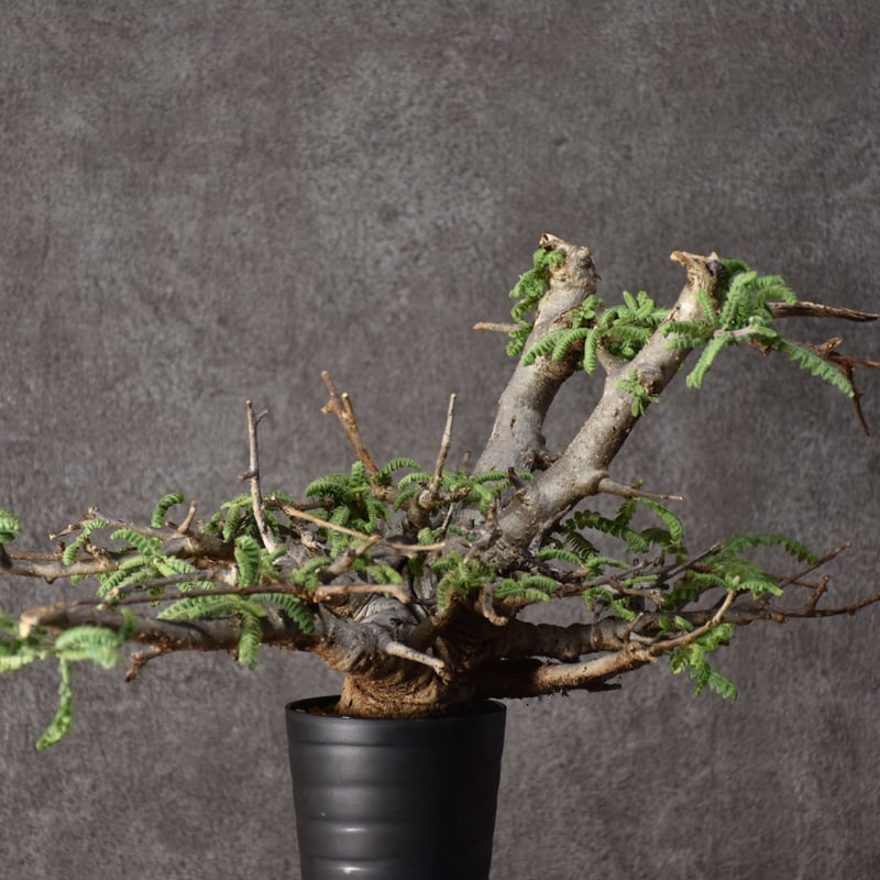 Boswellia neglecta ボスウェリア ネグレクタ 発根済現地株 #11 Boswellia neglecta ボスウェリア ネグレクタ 発根済現地株 #11