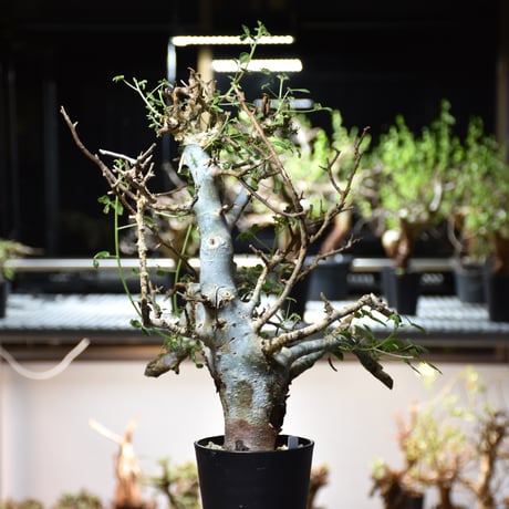 Commiphora holtziana コミフォラ ホルトジアナ 発根済現地株 #8