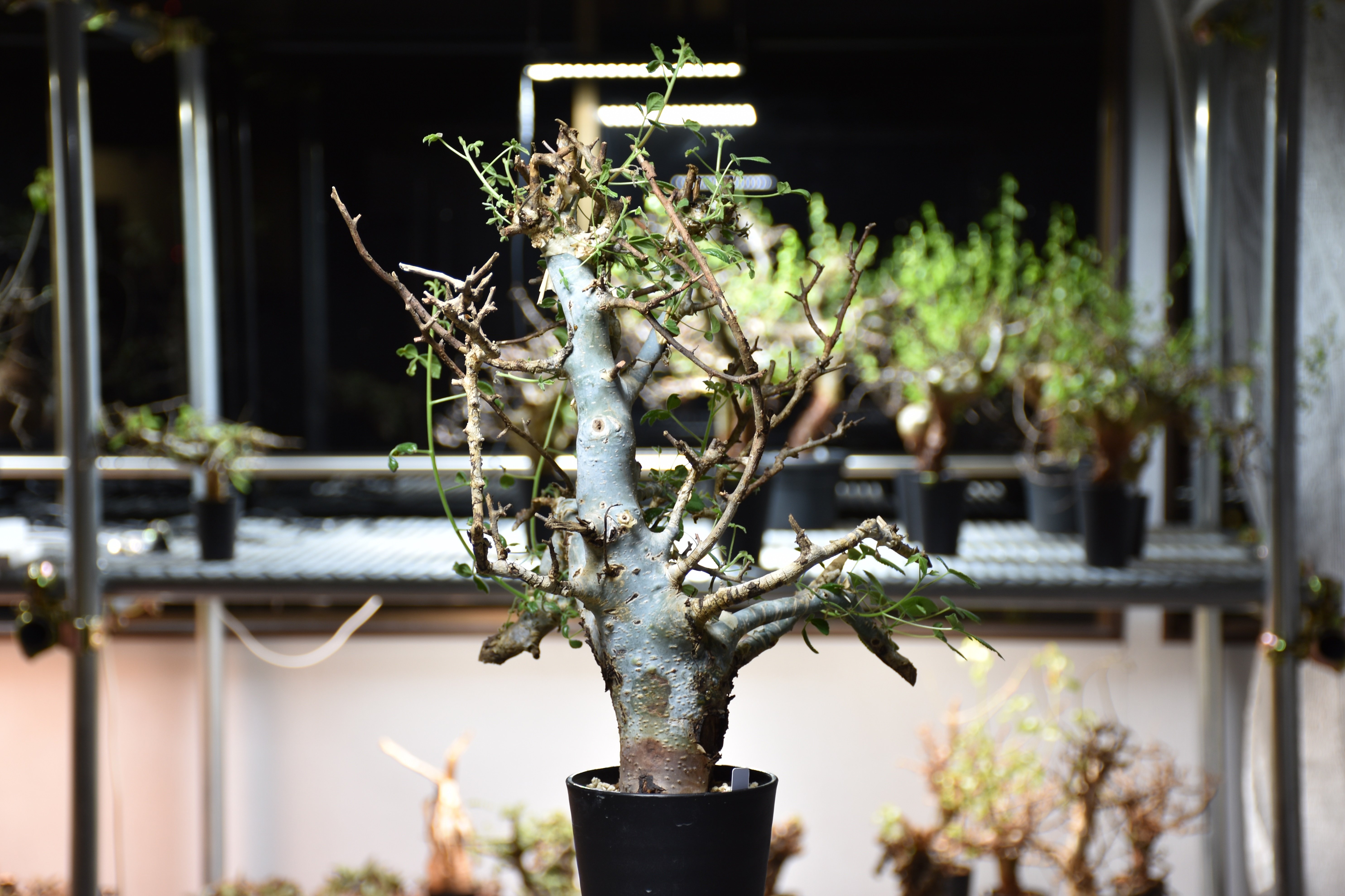 Commiphora holtziana コミフォラ ホルトジアナ 発根済現地株 #8 | B