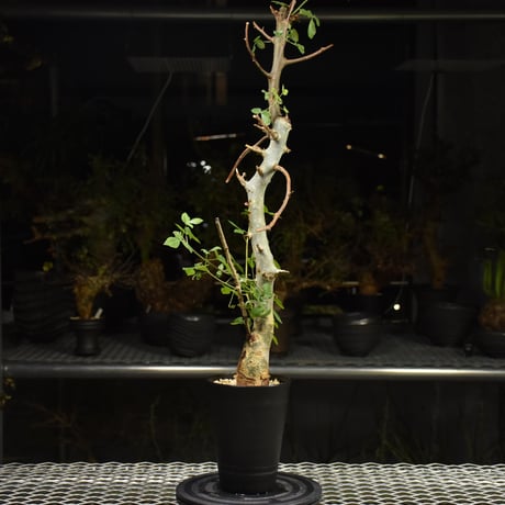 Commiphora holtziana コミフォラ ホルトジアナ 発根済現地株 H13