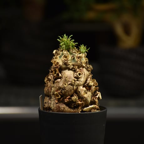 Euphorbia mlanjeana　ユーフォルビア ムランジーナ 発根済現地株 E63
