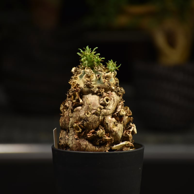 Euphorbia mlanjeana ユーフォルビア ムランジーナ 発根済現地株