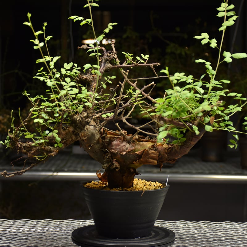 Commiphora Boranensis コミフォラ ボラネンシス 発根済現地株