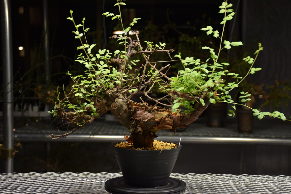 も*ま様 コミフォラ ボラネンシス Commiphora Boranensis Commiphora Boranensis コミフォラ ボラネンシス 発根済現地株