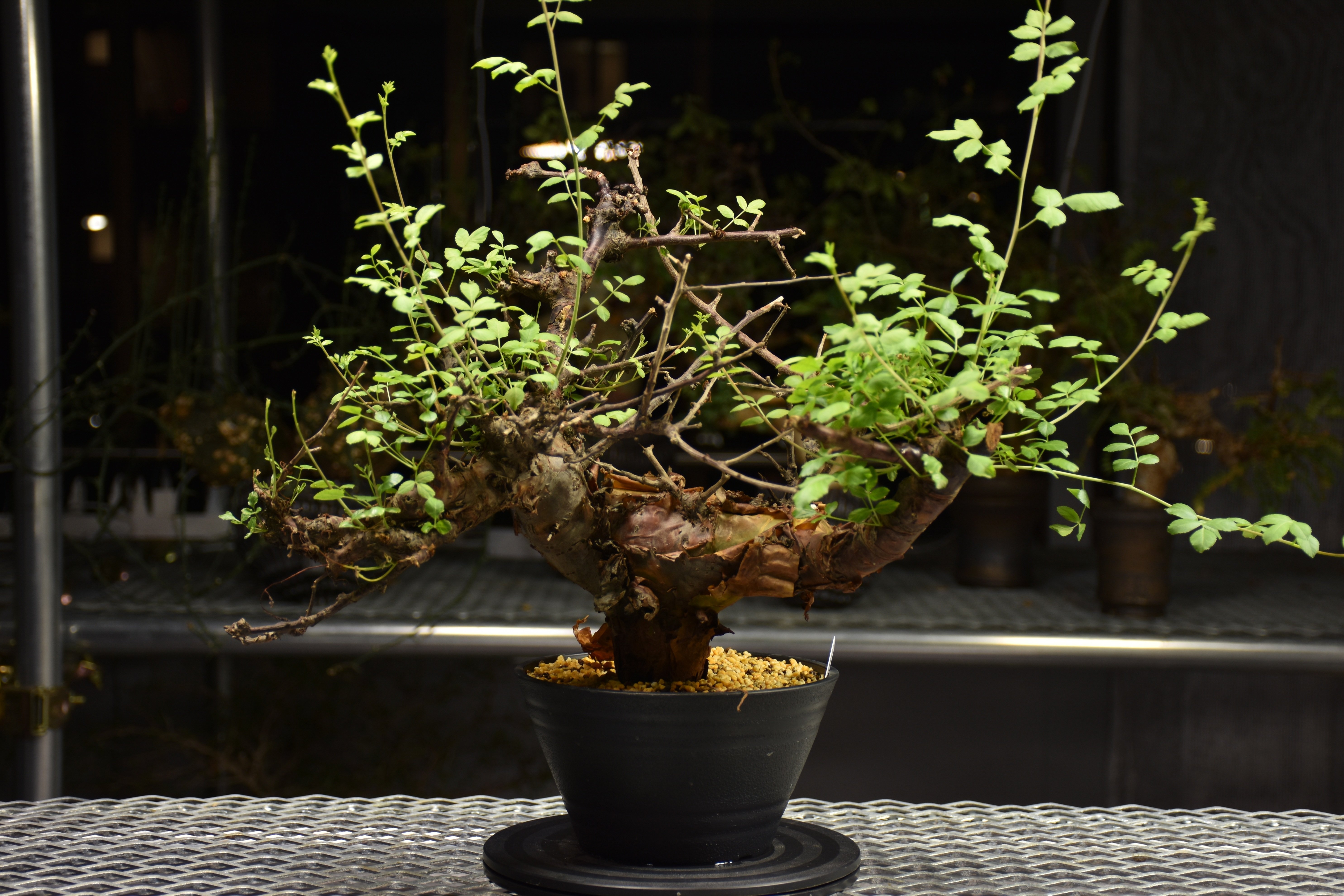 Commiphora Boranensis コミフォラ ボラネンシス 発根済現地株 F19 |