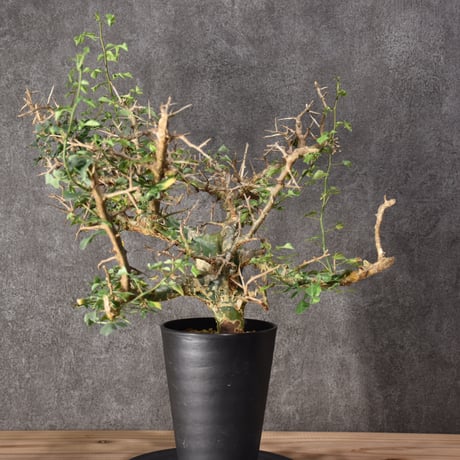 Commiphora campestris var. campestris コミフォラ カンペストリス 発根済現地株 #3