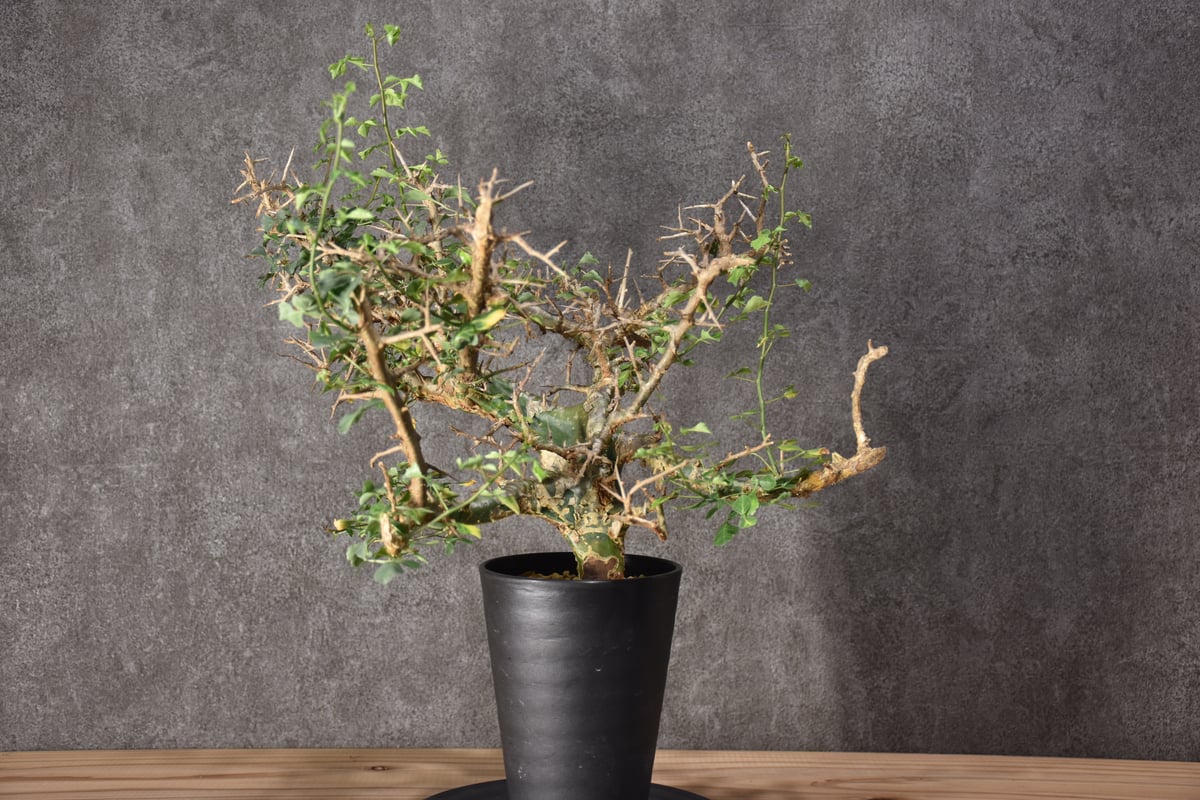 Commiphora campestris var. campestris コミフォラ カンペ