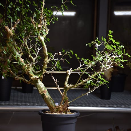 Commiphora campestris var. campestris コミフォラ カンペストリス 発根済現地株 B8
