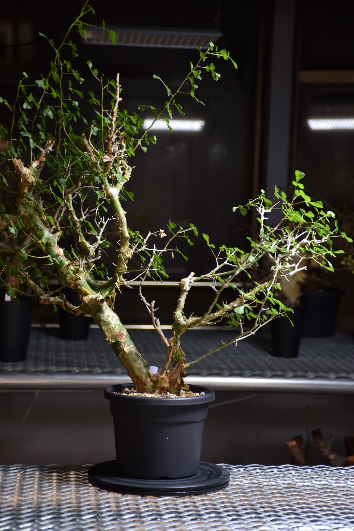 Commiphora campestris var. campestris コミフォラ カンペ