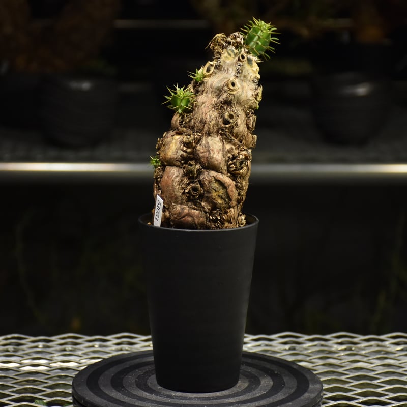 抜き苗 ユーフォルビア ムランジーナ 発根済み ムランジーナ発根済みです！ ユーフォルビア ムランジーナ 【発