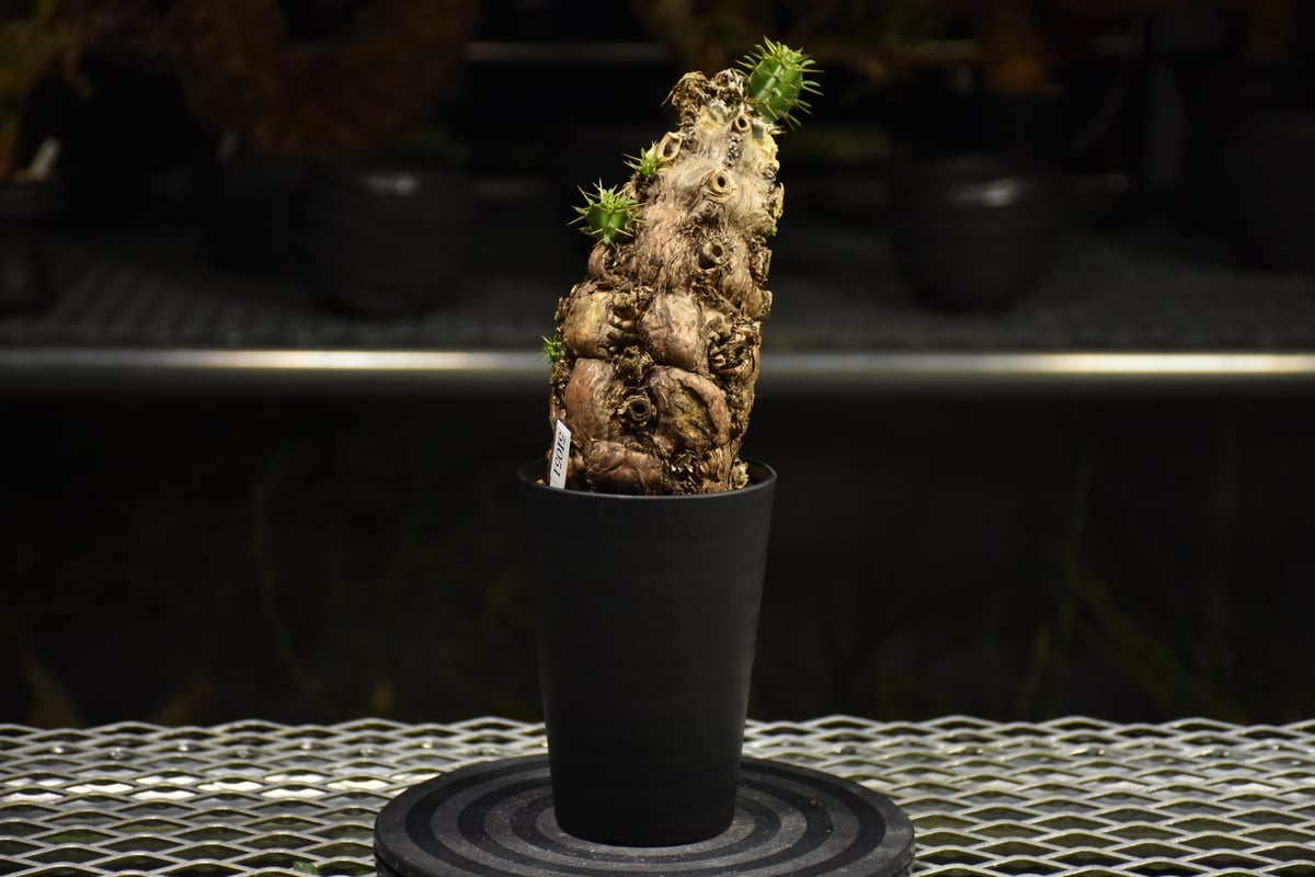 Euphorbia mlanjeana ユーフォルビア ムランジーナ 発根済現地株 I37 |