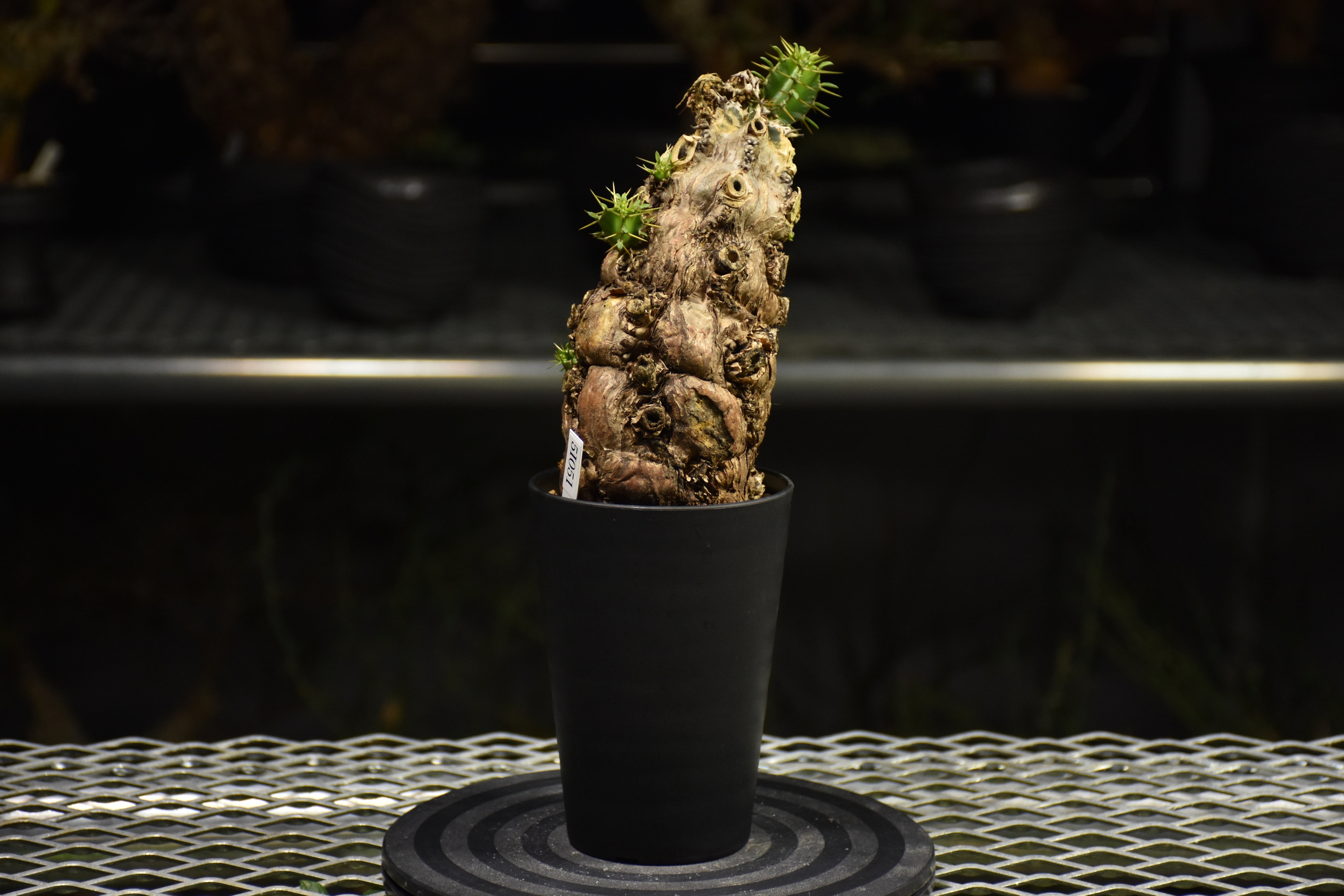 Euphorbia mlanjeana ユーフォルビア ムランジーナ 発根済現地株 I37 |