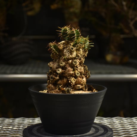 Euphorbia mlanjeana　ユーフォルビア ムランジーナ 発根済現地株 I50
