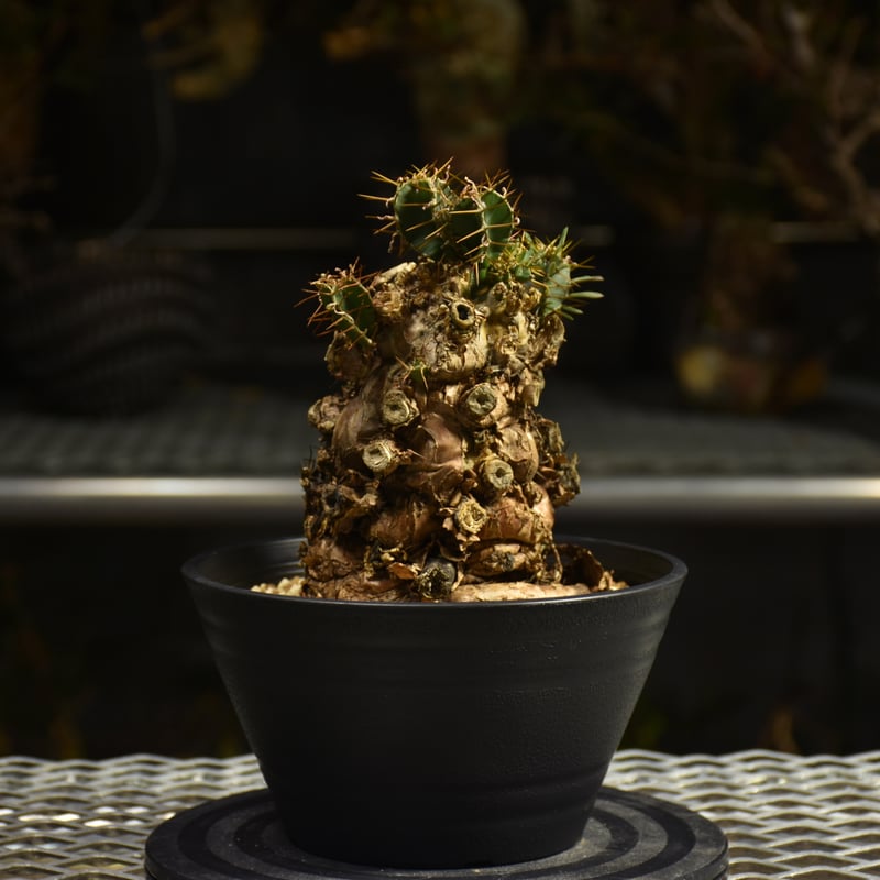 Euphorbia mlanjeana ユーフォルビア ムランジーナ 発根済現地株 I50 |