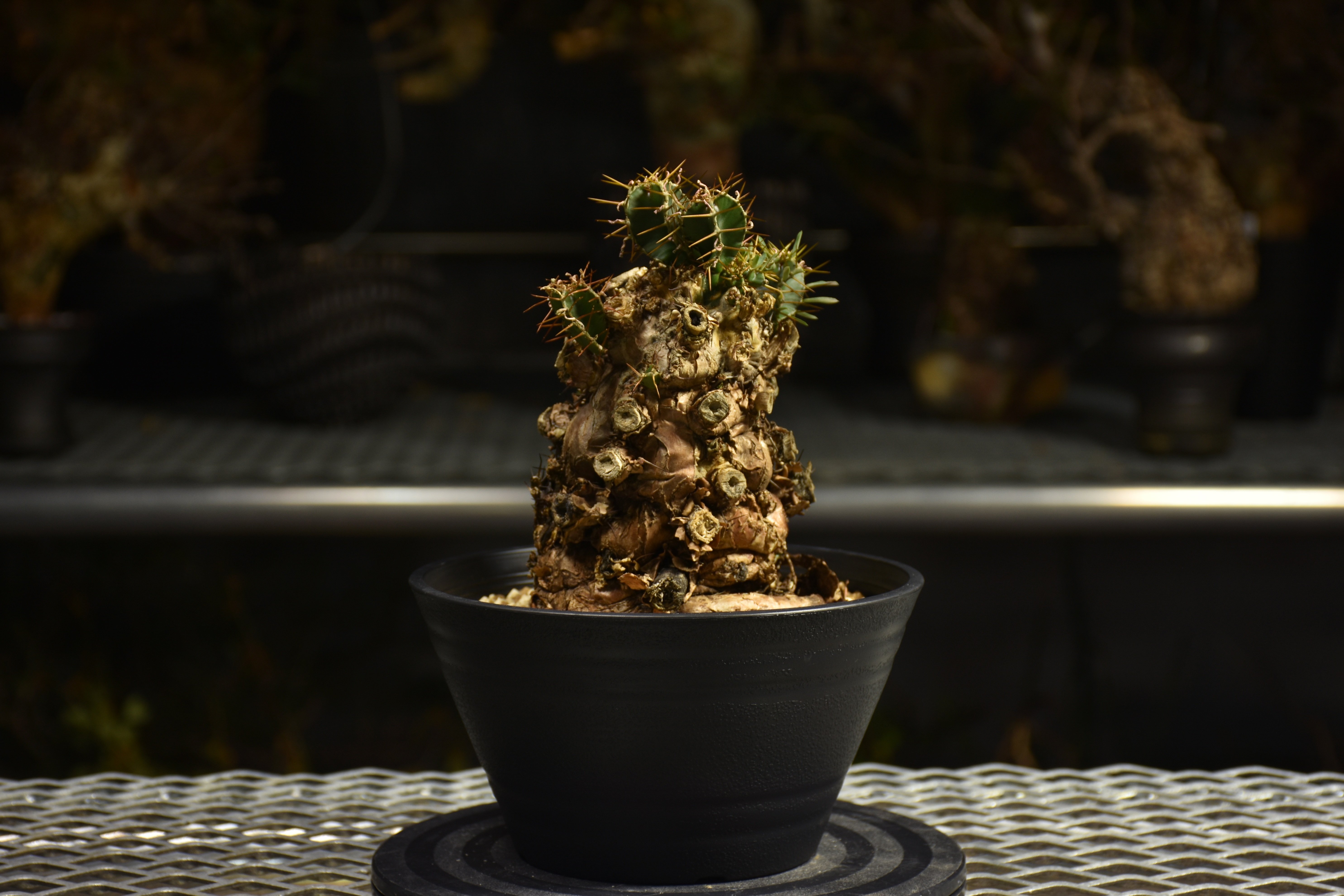 Euphorbia mlanjeana ユーフォルビア ムランジーナ 発根済現地株 I50 |