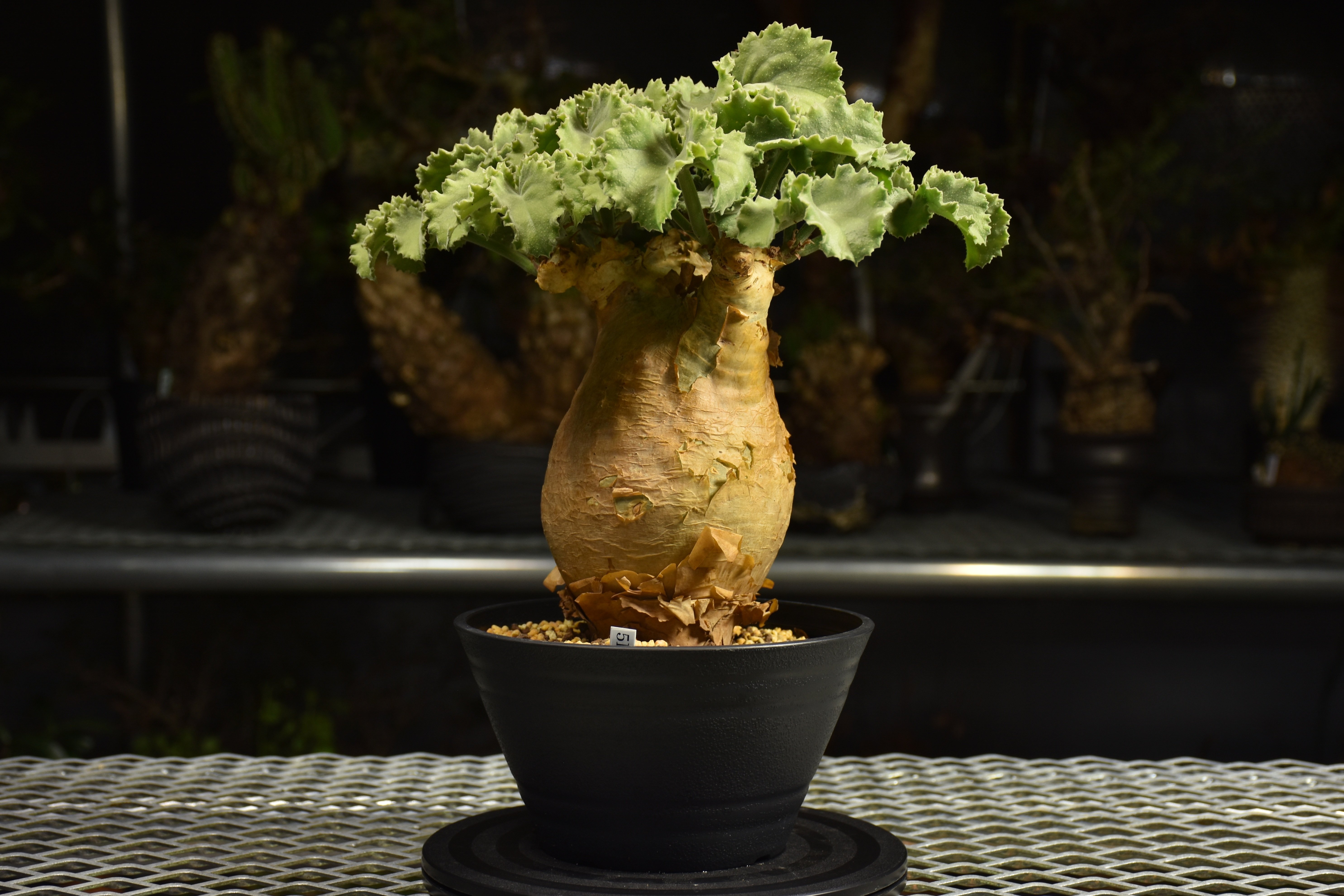 Cyphostemma uter var. macropus キフォステンマ ウター マクロプ