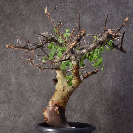 Commiphora kataf var.turkanensis コミフォラ カタフ ターカネンシス 発根済現地株 #4