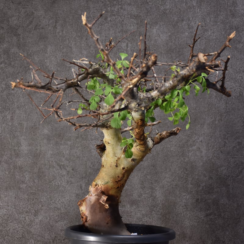 bon25　コミフォラカタフターカネンシス Commiphora kataf ver.turkanensis コミフォラ カタフターカネ