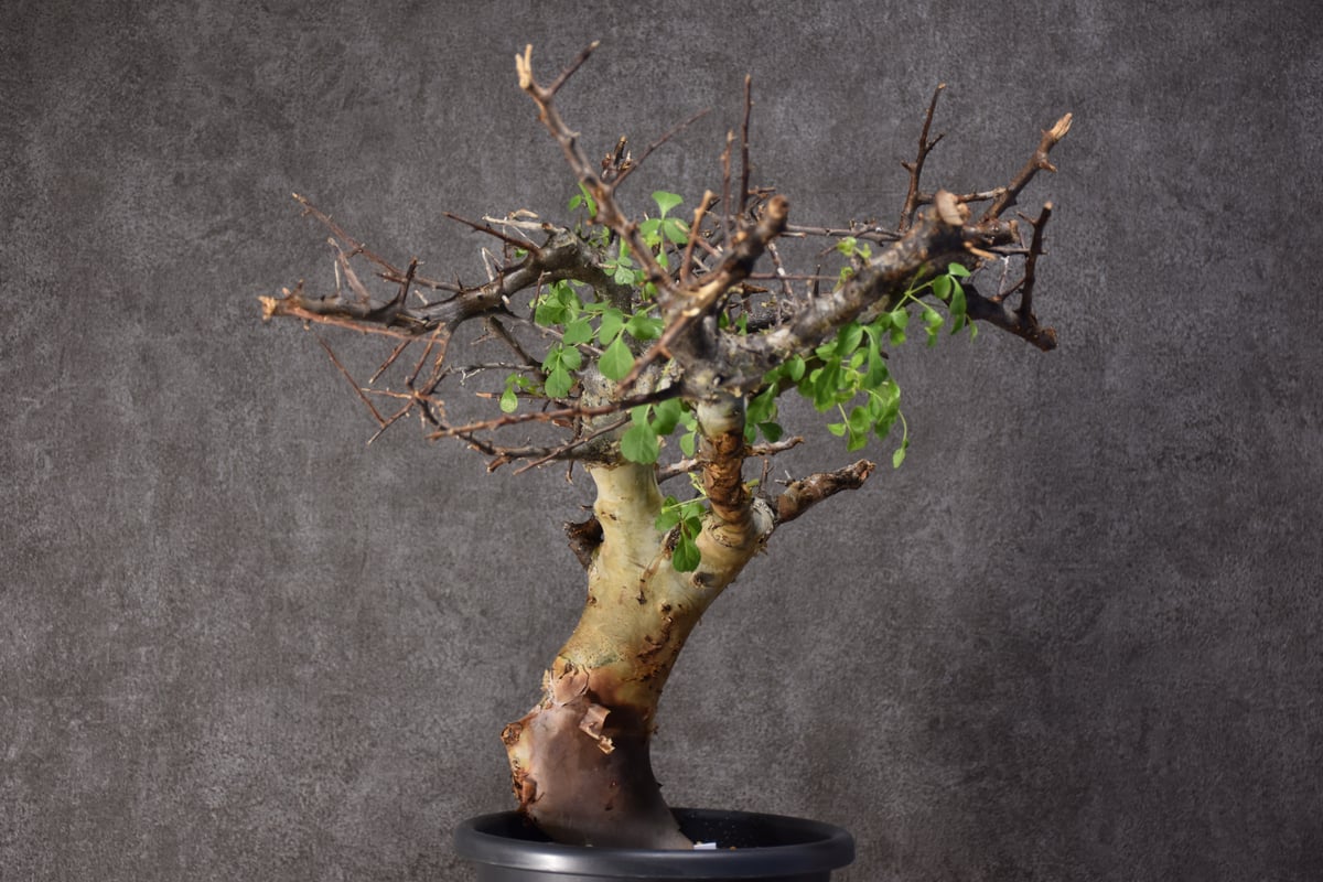 Commiphora kataf var.turkanensis コミフォラ カタフ ターカネ