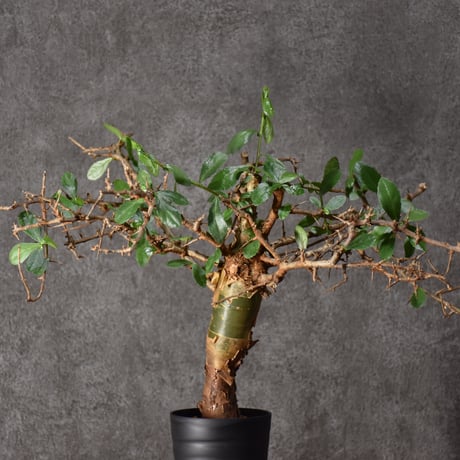 発根済のみ販売（未発根終了）パキプスセンナコミフォラ挿し木セット発根管理中 コミフォラ ハベシニカ 発根済 (商品番号hs-2) | RISE-CAUDEX