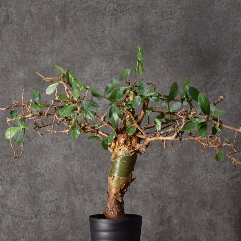 Commiphora habessinica コミフォラ ハベシニカ 発根済現地株 #6 Commiphora habessinica コミフォラ ハベシニカ 発根済現地株 #6