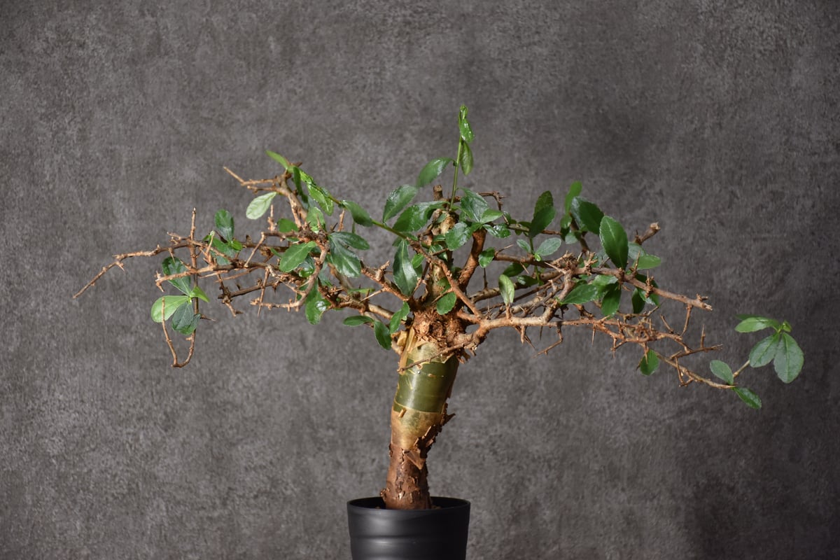 Commiphora habessinica コミフォラ ハベシニカ 発根済現地株 #6 |