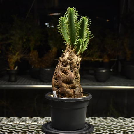Euphorbia mlanjeana　ユーフォルビア ムランジーナ 発根済現地株 H2