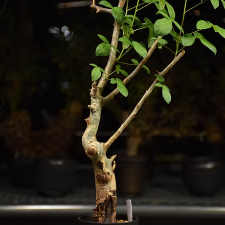 Commiphora holtziana コミフォラ ホルトジアナ 発根済現地株 H26