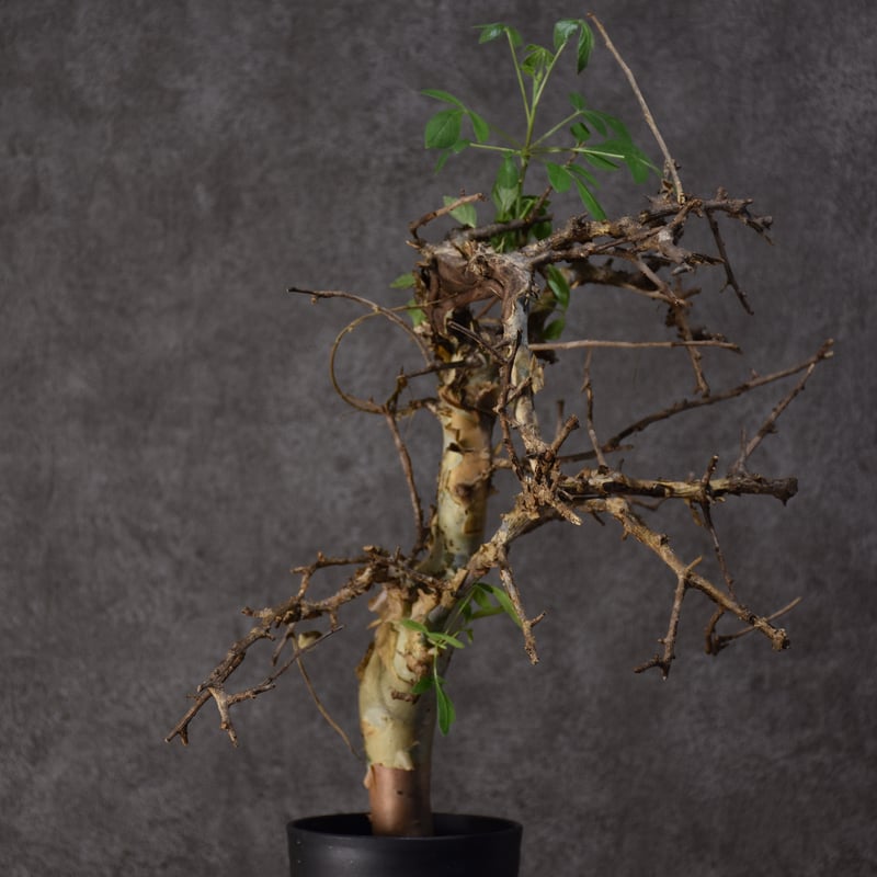 Commiphora holtziana コミフォラ ホルトジアナ 発根済現地株 #3