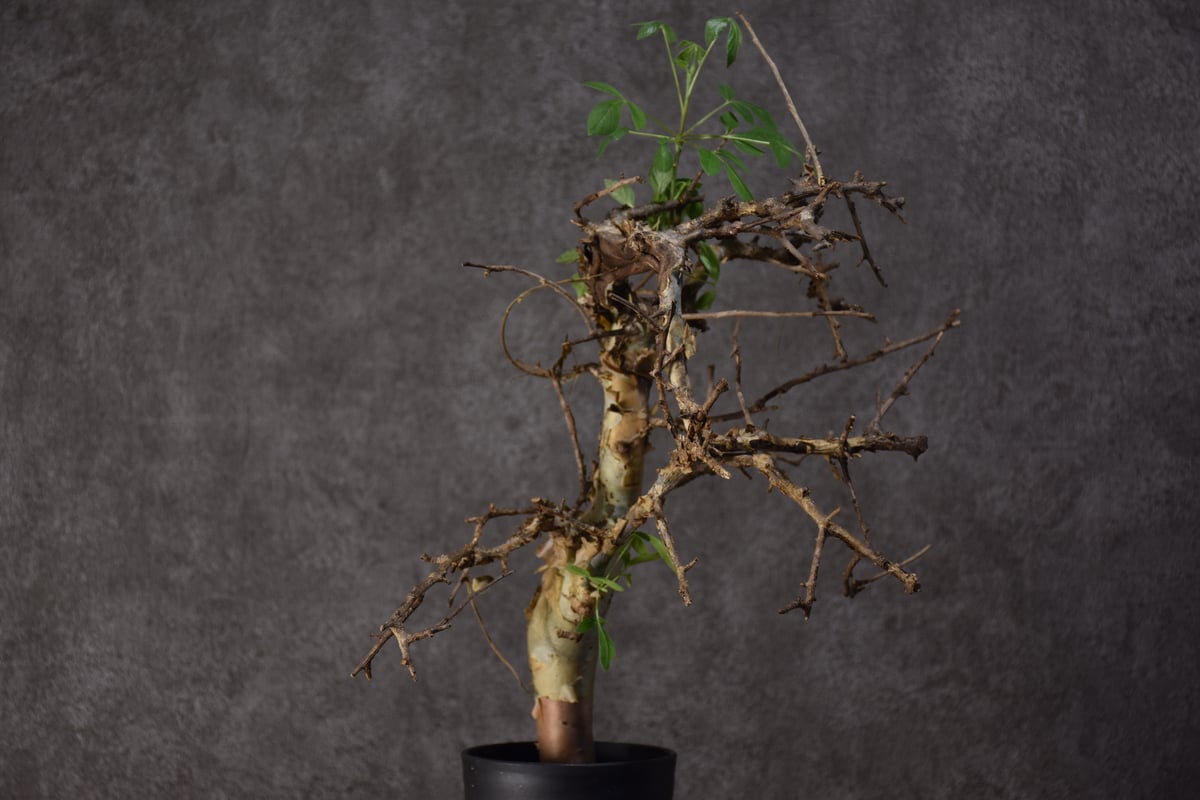 コミフォラホルトジアナ　現地株 Commiphora holtziana コミフォラ ホルトジアナ 発根済現地株 #2