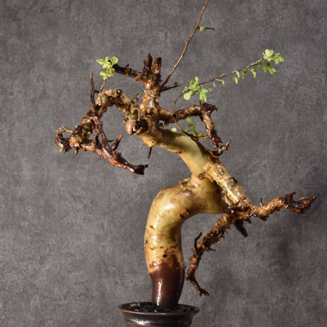 Commiphora kataf pure コミフォラ ピュアカタフ 発根済現地株 2 ソマリア産