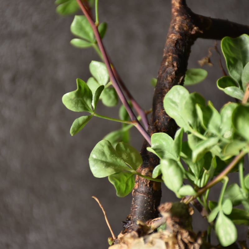 KS02 コミフォラ ピュア カタフ ソマリア 現地株 幹幅広サイズ 下処理