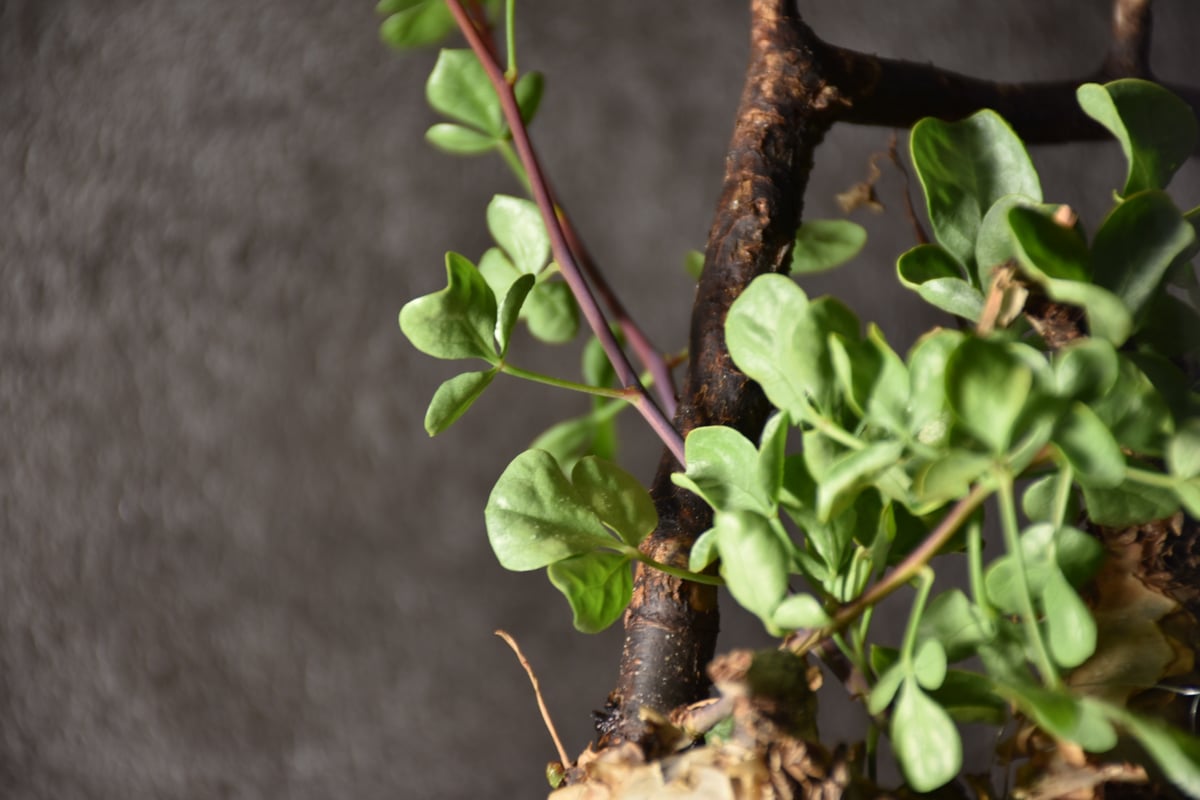 Commiphora kataf pure コミフォラ ピュアカタフ 発根済現地株 1 Commiphora kataf pure コミフォラ ピュアカタフ 発根済現地株 1