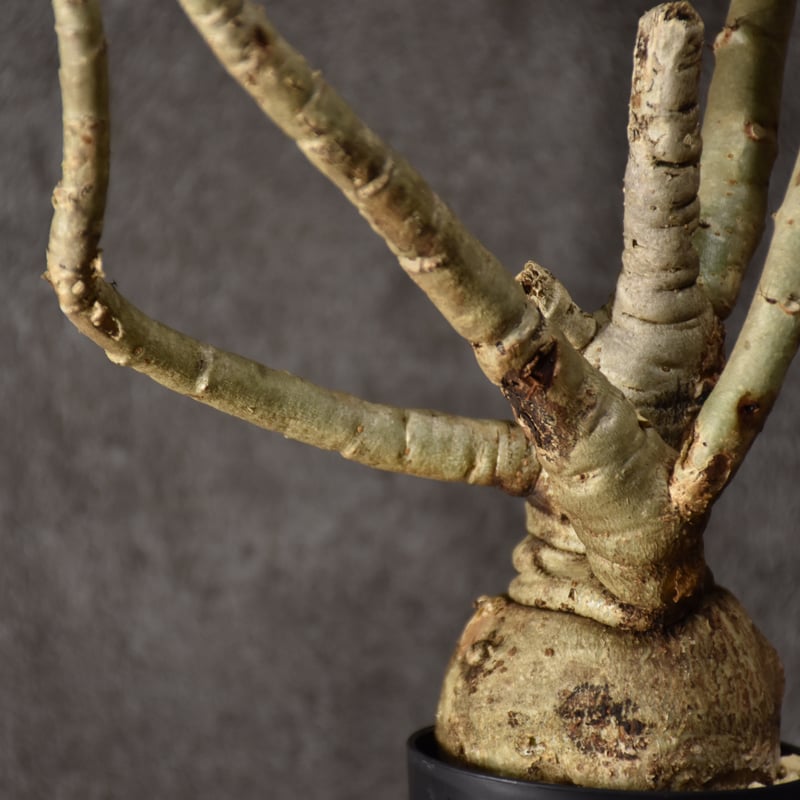Jatropha spicata ヤトロファ スピカータ 発根済現地株 #1 | BONDEX