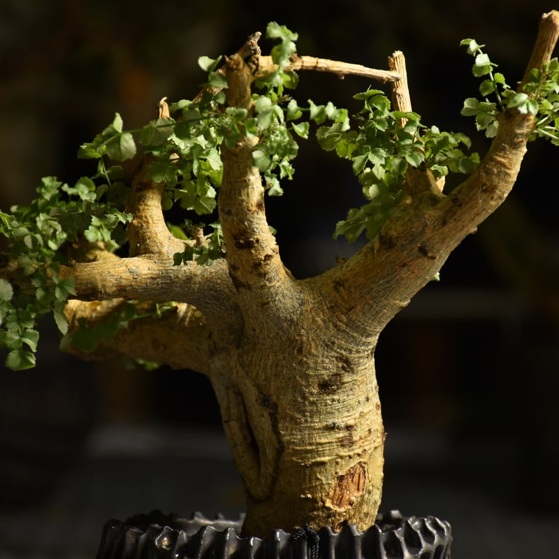 Commiphora saxicola コミフォラ サクシコラ 発根済現地株 C10