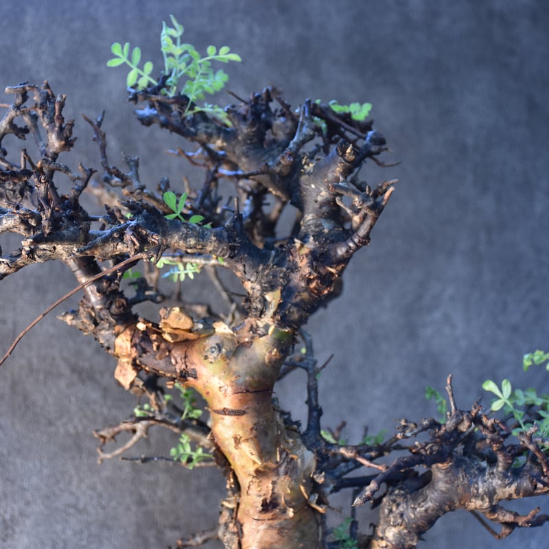 Commiphora pinnate leaves コミフォラ ピンネイトリーブス 発根済現地...